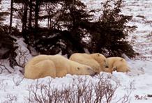Polar Bear Safari By Train, Canada